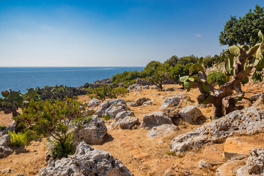 Gagliano del Capo. A garden of prickly pears and shrubs overlooks the beautiful panorama of the blue sea, on the rocky cliff of Salento. The path from Ciolo bridge to the spectacular Cipolliane caves.