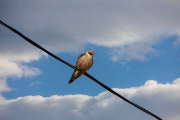 bird watching around on wire, Falco vespertinus, Red-footed Falcon