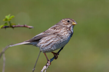 songbird in the woods, Corn Bunting, Emberiza calandra