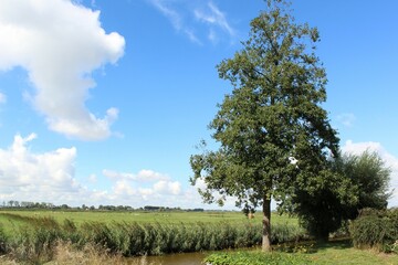 A tree in the field with a beautifull sky