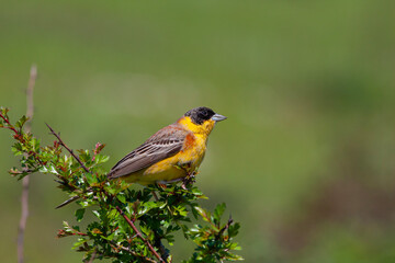 bird looking around  in woodland, Black-headed Bunting, Emberiza melanocephala	