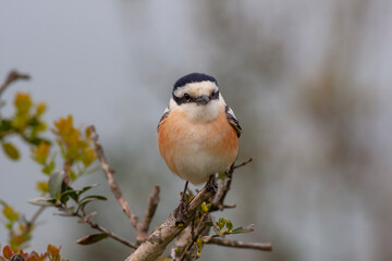 bird looking around  in woodland, Masked Shrike, Lanius nubicus