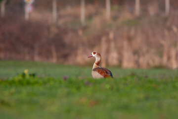 big water bird playing in pond, Egypt Goose, Alopochen aegyptiac
