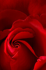 Close up of a red rose.