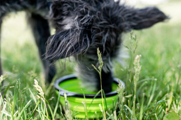 senior mixed breed dog bedlington terrier or bedlington whippet drinking water from green pet bowl...