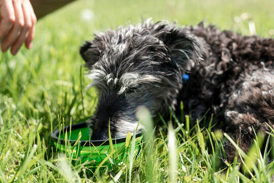 senior mixed breed dog bedlington terrier or bedlington whippet drinking water from green pet bowl on green grass on hot summer day care and walking dog pet love