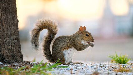 Beautiful wild gray squirrel in summer town park
