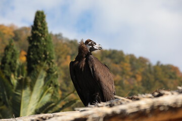 View of a wild vulture bird with a predatory look and a sharp beak on a blurred background of the natural habitat