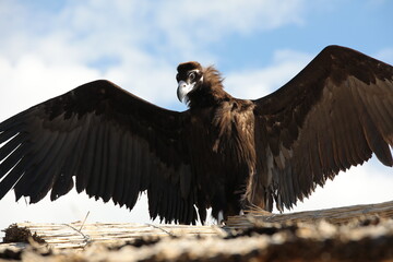 View of a wild vulture bird with a predatory look and a sharp beak standing with spread wings
