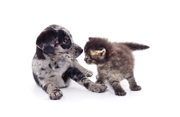 Little cat and puppy.