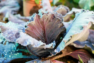 Primo piano delle foglie di una verza nell'orto del giardino, natura e giardinaggio