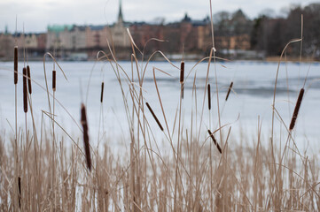 dry reeds on a frozen lake against the background of a historic street in the center of stockholm