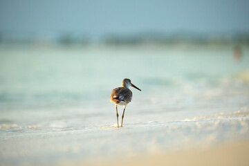 Large-Billed Dowitcher wild sea bird looking for food on seaside in summer