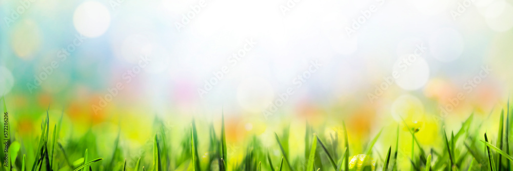 Wall mural Spring background with grass flowers and bokeh lights