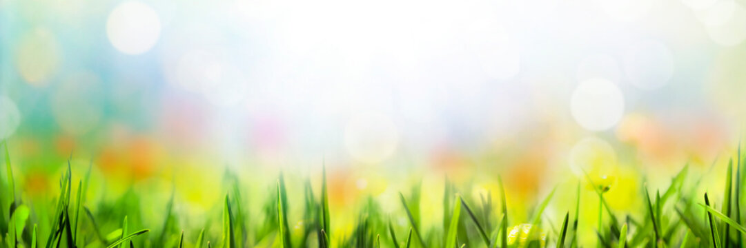 Spring background with grass flowers and bokeh lights