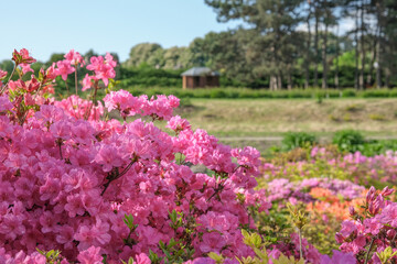 A flowering Rhododendron bush in the garden on a sunny day. High quality photo