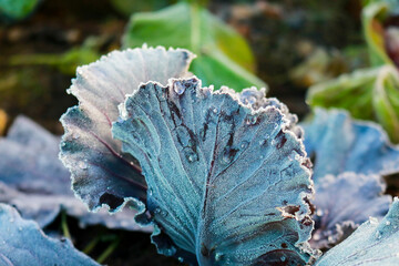 Primo piano delle foglie di una verza nell'orto del giardino, natura e giardinaggio