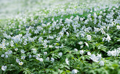 Zawilec leśny (Anemone nemorosa) biały kwiat kwitnący wiosną w lesie - obrazy, fototapety, plakaty