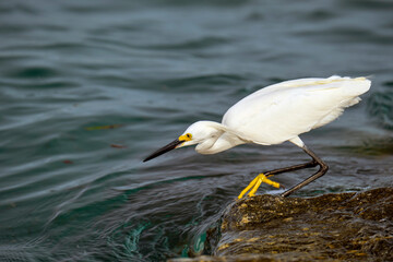 White heron wild sea bird, also known as great or snowy egret hunting on seaside in summer