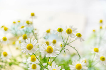 Fototapeta premium 初夏のかわいいカモミールの花