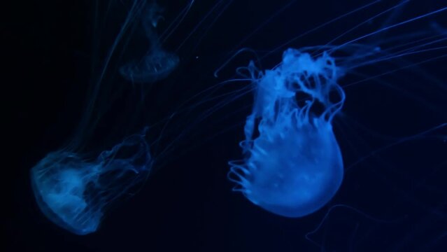 Jellyfish swims underwater, she moves and stirs. Live spineless jellyfish.