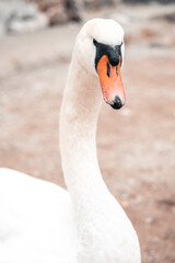 Naklejka premium Close up of a white swan