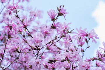  magnolia gwieździsta, delikatne kwiaty magnolii w świetle poranka w słonecznym ogrodzie - obrazy, fototapety, plakaty