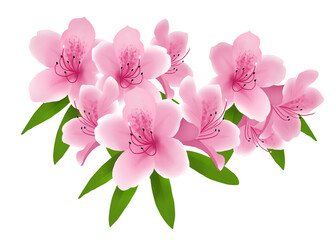 Illustration of pink rhododendron flowers Isolda 