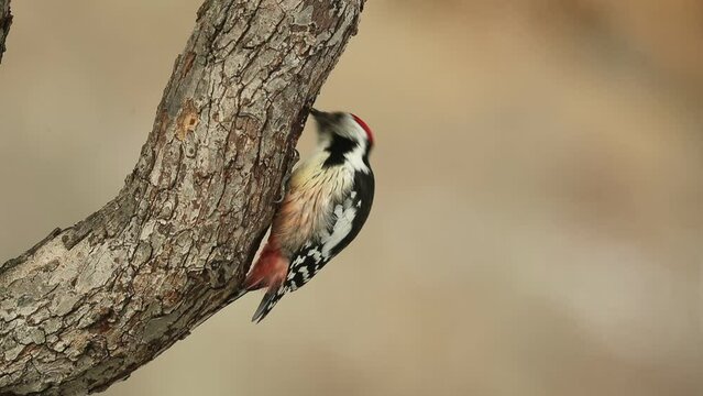 Middle spotted woodpecker under a snowfall searching for food in an oak forest in January