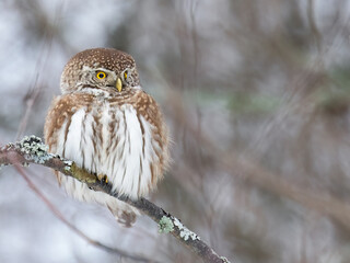 Eurasian Pygmy Owl