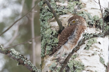 Eurasian Pygmy Owl