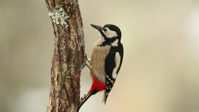 Great spotted woodpecker under a snowfall searching for food in an oak forest in January