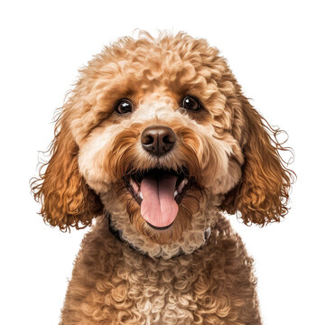 ai generated portrait of dog breed havapoo cute happy excited smiling