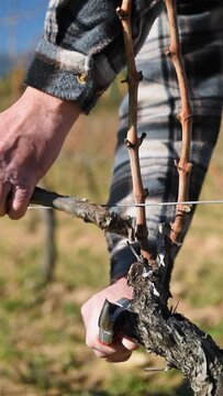 Winegrower pruning the vineyard with professional steel scissors. Traditional agriculture. Winter pruning, Guyot method. Footage.