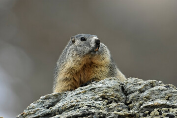 A rather fat marmot (Marmota marmota) ready for hibernation emerges from its den on a rock. Italian Alps. October
