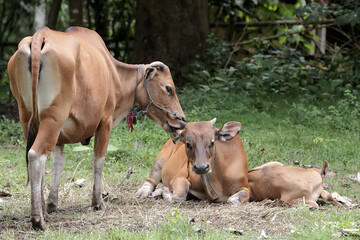 Obraz na płótnie Canvas A pair of Javanese cows are guarding their calves from predators. This mammal has the scientific name Bos javanicus.