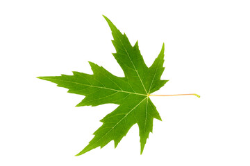 Green maple leaf isolated on white background
