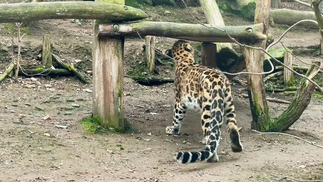 The leopard live shows how he pees. Everything that is natural is not ugly. Stock video footage. 4K.