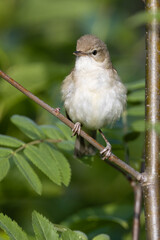 Blyth’s Reed Warbler 