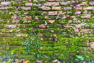 Old wet brick wall with beautiful red bricks shattered and crumbling and overgrown with green moss and ivy
