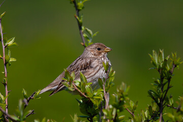songbird in the woods, Corn Bunting, Emberiza calandra