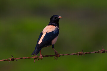 bird watching around on wire, Rosy Starling, Pastor roseus