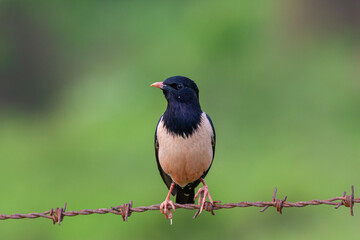 bird watching around on wire, Rosy Starling, Pastor roseus