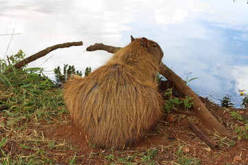 Capybara resting