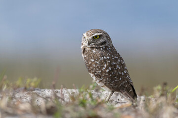 Burrowing Owl