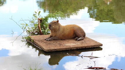 Capybara near the water