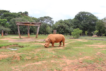 Rhino in the zoo