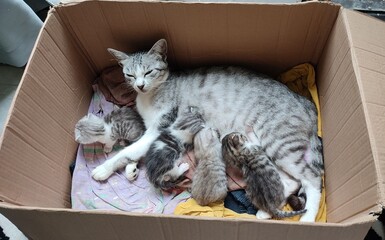 A mother cat is nursing her newborn kittens in a cardboard box