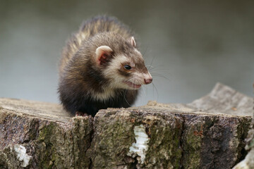 An European Polecat on top of a tree trunk
