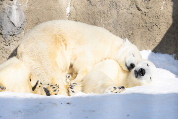 ホッキョクグマ親子